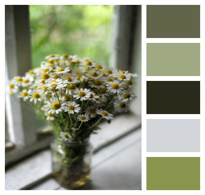 White Flowers Chamomile Flower Vase Image